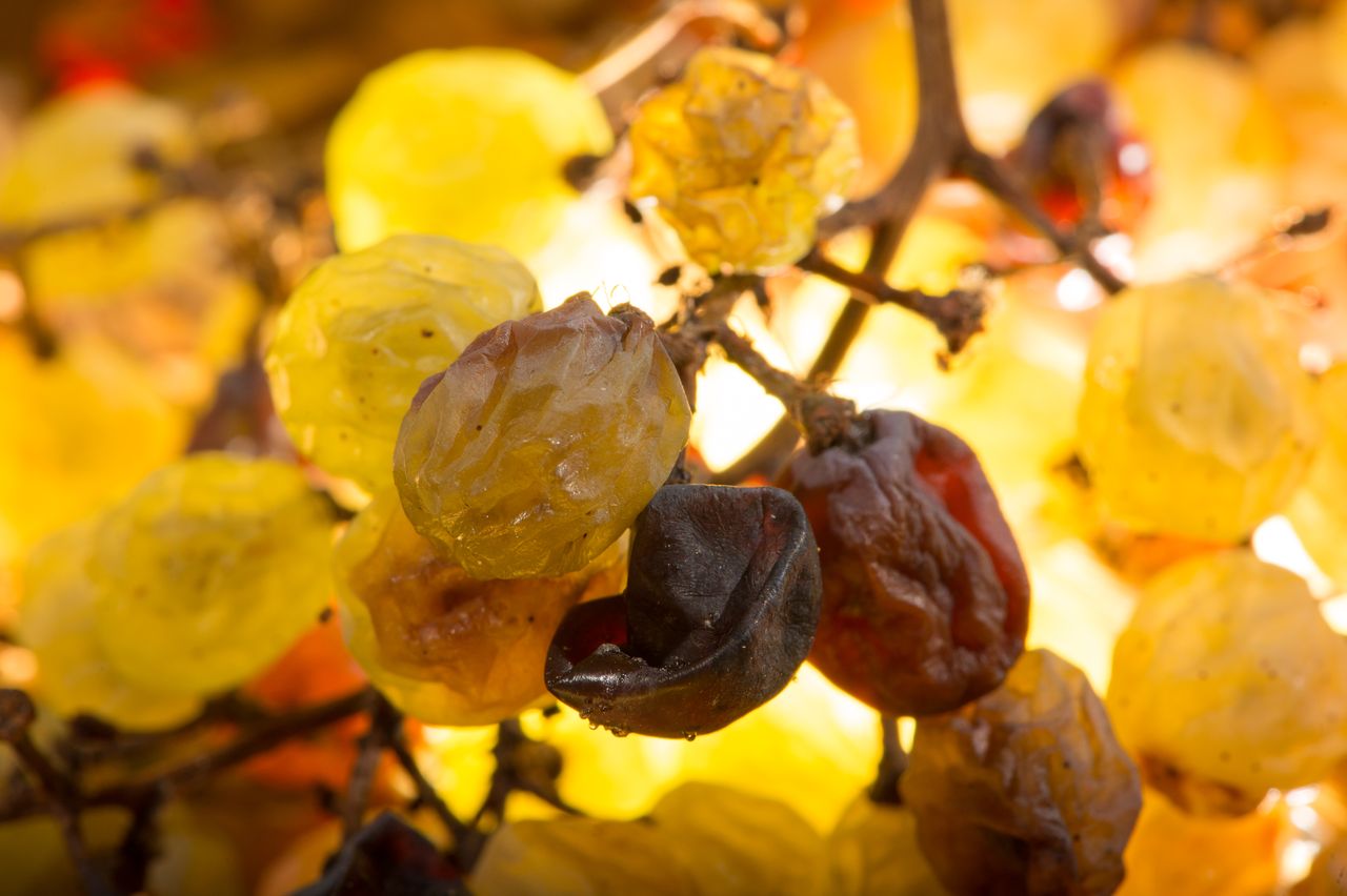 Vignoble Technique Vin de paille VDP-0014